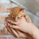 Tiny Ginger Kitten Held Safely in Gentle Human Hands Tiny Ginger Kitten Held Safely in Gentle Human Hands - PhotoDune Item for Sale