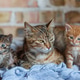 Mother Tabby Cat Resting with Two Adorable Kittens Indoors Mother Tabby Cat Resting with Two Adorable Kittens Indoors - PhotoDune Item for Sale
