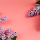 Fresh beautiful lilac flowers on coral background. Fresh beautiful lilac flowers on coral background. - PhotoDune Item for Sale