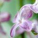 Delicate lilac flowers close up. Spring natural background Delicate lilac flowers close up. Spring natural background - PhotoDune Item for Sale