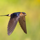 The Red Rumped Swallow The Red Rumped Swallow - PhotoDune Item for Sale