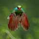 Common Green Magpie Common Green Magpie - PhotoDune Item for Sale