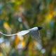 The Asian Paradise Flycatcher The Asian Paradise Flycatcher - PhotoDune Item for Sale