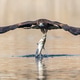 Black kite impersonating an osprey Black kite impersonating an osprey - PhotoDune Item for Sale