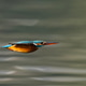 Kingfisher bird Kingfisher bird - PhotoDune Item for Sale