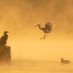 Great Cormorant, Little Egret, Gad-wall birds in the taudha lake. Great Cormorant, Little Egret, Gad-wall birds in the taudha lake. - PhotoDune Item for Sale