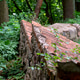 Ancient defensive wall of red brick and stone in poland Ancient defensive wall of red brick and stone in poland - PhotoDune Item for Sale