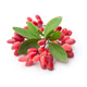 Barberry twig Barberry twig - PhotoDune Item for Sale