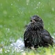 Starling escapes from the heat and swims. Starling escapes from the heat and swims. - PhotoDune Item for Sale