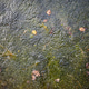 Frog spawn in shallow pond water with jelly egg clusters and dark embryos. Frog spawn in shallow pond water with jelly egg clusters and dark embryos. - PhotoDune Item for Sale