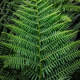 Green fern leaf texture in natural garden background. Green fern leaf texture in natural garden background. - PhotoDune Item for Sale