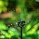 Garden irrigation with an automatic watering system Garden irrigation with an automatic watering system - PhotoDune Item for Sale