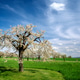 Spring scenic with a flowering cherry tree Spring scenic with a flowering cherry tree - PhotoDune Item for Sale