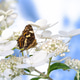 Map butterfly on a hydrangea flower blossom Map butterfly on a hydrangea flower blossom - PhotoDune Item for Sale