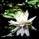 White water lily blossom in a pond White water lily blossom in a pond - PhotoDune Item for Sale