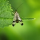 Macro of a scorpionfly Macro of a scorpionfly - PhotoDune Item for Sale