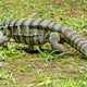 The tegu lizard, family Teiidae, is one of the largest lizards in the New World The tegu lizard, family Teiidae, is one of the largest lizards in the New World - PhotoDune Item for Sale
