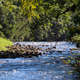 A river flowing through dense Atlantic rainforest, in the Morretes region, Paraná state, Brazil A river flowing through dense Atlantic rainforest, in the Morretes region, Paraná state, Brazil - PhotoDune Item for Sale