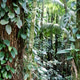 Dense tropical rainforest landscape. Dense tropical rainforest landscape. - PhotoDune Item for Sale