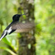 Black and white hummingbird from the Atlantic Forest in full flight. Black and white hummingbird from the Atlantic Forest in full flight. - PhotoDune Item for Sale