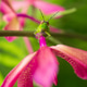 Green Grasshopper Perched on Vibrant Pink Orchid Flower Macro Green Grasshopper Perched on Vibrant Pink Orchid Flower Macro - PhotoDune Item for Sale