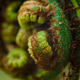 Extreme Macro Detail of a Fiddlehead Fern Frond Texture Extreme Macro Detail of a Fiddlehead Fern Frond Texture - PhotoDune Item for Sale