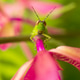 Green Grasshopper Perched on Vibrant Pink Orchid Flower Macro Green Grasshopper Perched on Vibrant Pink Orchid Flower Macro - PhotoDune Item for Sale