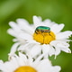 Close-up of matricaria chamomile flower with green beetle on yellow center Close-up of matricaria chamomile flower with green beetle on yellow center - PhotoDune Item for Sale