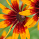 Close-up of vibrant rudbeckia flowers with fiery orange and deep red petals Close-up of vibrant rudbeckia flowers with fiery orange and deep red petals - PhotoDune Item for Sale