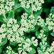 Close-up of hylotelephium spectabile succulent plant with delicate white flowers Close-up of hylotelephium spectabile succulent plant with delicate white flowers - PhotoDune Item for Sale