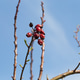 Wild dog rose bush. Wild dog rose bush. - PhotoDune Item for Sale