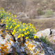 Yellow flowers on stones. Yellow flowers on stones. - PhotoDune Item for Sale