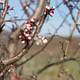 Blooming tree with buds. Blooming tree with buds. - PhotoDune Item for Sale