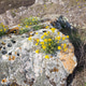 Yellow flowers on stones. Yellow flowers on stones. - PhotoDune Item for Sale