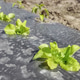 Close up of organic vegetables growing in plastic mulch cover, selective focus. Close up of organic vegetables growing in plastic mulch cover, selective focus. - PhotoDune Item for Sale
