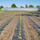 Rows of organic vegetables grown under plastic mulch. Rows of organic vegetables grown under plastic mulch. - PhotoDune Item for Sale