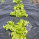 Close up of organic vegetables growing in plastic mulch cover, selective focus. Close up of organic vegetables growing in plastic mulch cover, selective focus. - PhotoDune Item for Sale