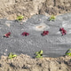 Rows of organic vegetables grown under plastic mulch. Rows of organic vegetables grown under plastic mulch. - PhotoDune Item for Sale