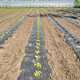 Rows of organic vegetables grown under plastic mulch. Rows of organic vegetables grown under plastic mulch. - PhotoDune Item for Sale