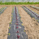 Rows of organic vegetables grown under plastic mulch. Rows of organic vegetables grown under plastic mulch. - PhotoDune Item for Sale