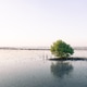 Mangrove tree growing in tidal wetland by sea in tropical Thailand, natural landscape. Ecosystem con Mangrove tree growing in tidal wetland by sea in tropical Thailand, natural landscape. Ecosystem con - PhotoDune Item for Sale