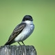 Closeup of an eastern kingbird on a post. Closeup of an eastern kingbird on a post. - PhotoDune Item for Sale
