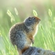 Portraiture of ground squirrel on a rock. Portraiture of ground squirrel on a rock. - PhotoDune Item for Sale
