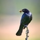 Alert brewer's blackbird with beak full of insects. Alert brewer's blackbird with beak full of insects. - PhotoDune Item for Sale