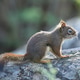 Small squirrel rests on a boulder. Small squirrel rests on a boulder. - PhotoDune Item for Sale