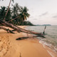 Fallen Trees on Beach at Sunset Fallen Trees on Beach at Sunset - PhotoDune Item for Sale