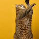 Cat stands on its hind legs on a wooden table and stretches its paw upwards on a bright yellow backg Cat stands on its hind legs on a wooden table and stretches its paw upwards on a bright yellow backg - PhotoDune Item for Sale