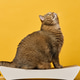 An adult gray cat sits on a paper scratching post, yellow background An adult gray cat sits on a paper scratching post, yellow background - PhotoDune Item for Sale