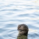 A small animal or muskrat swims in a lake while water ripples around its body A small animal or muskrat swims in a lake while water ripples around its body - PhotoDune Item for Sale