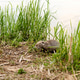 Muskrat walking near water and grass at riverbank during evening light Muskrat walking near water and grass at riverbank during evening light - PhotoDune Item for Sale